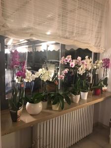 uma fila de vasos de plantas sentados numa prateleira em Hotel Smeraldo em Brenzone sul Garda