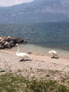 dos pájaros caminando en una playa cerca del agua en Hotel Smeraldo, en Brenzone sul Garda