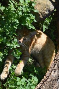Foto sihtkohas Burg asuva majutusasutuse Gästehaus Bohg galeriist