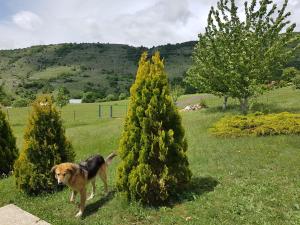 a dog standing next to two christmas trees at Holiday home Zavičaj in Pluzine