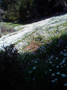 Fotografie z fotogalerie ubytování Agiasos Tranditional House v destinaci Agiásos