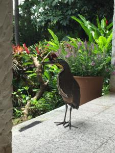 Altri animali domestici presso la stanza in casa privata o nei dintorni
