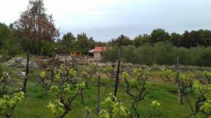 Fotografia z galérie ubytovania Robinson house Krunica v destinácii Pašman