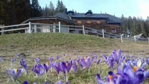 Mountain Lodge Smrekovc في Šoštanj: حقل من الزهور الأرجوانية أمام المنزل