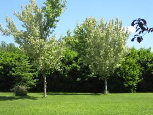 A garden outside B & B OASI