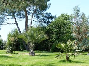 a group of palm trees in a park at Les Terrasses des Mimosas in Caumont-sur-Garonne