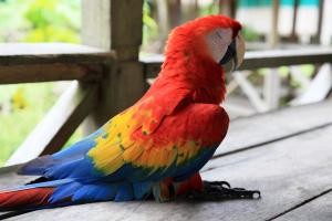 
a colorful parrot sitting on top of a wooden bench at Hotel Amazon Bed And Breakfast in Leticia
