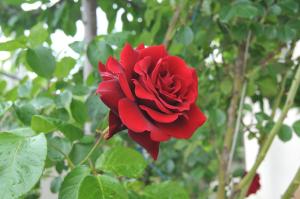 una rosa roja está creciendo en un árbol en Sun-N-Rest, en Koktebel