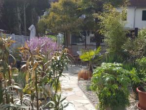 a garden with many plants and a pathway at Gästezimmer Jülich in Weil am Rhein