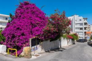 een grote boom bedekt met paarse bloemen op een straat bij Sea and the city in Rhodos-stad