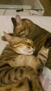 zwei Katzen, die nebeneinander auf einem Bett liegen in der Unterkunft Cat Walk貓步民宿 in Puli