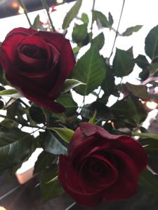 a group of red roses in a vase at Spa Suites at RAVEN in Hepburn Springs