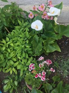 プリモルスコにあるGuest House Mileviの白とピンクの花の花園