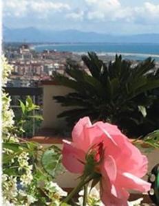 サレルノにあるLe ginestre di Titina - casa vacanzaのピンクの花