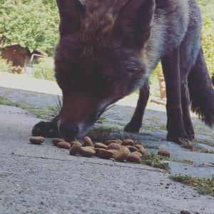 Állatok a vidéki vendégházban vagy a közelben