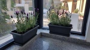 deux pots de fleurs assis sur un rebord de fenêtre dans l'établissement Guesthouse Odesos, à Sozopol