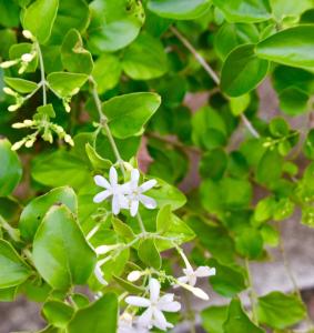 a group of white flowers on a green bush at Magic Resort in Lamai