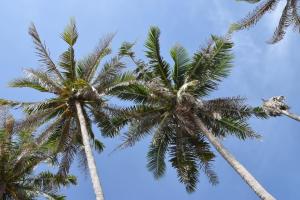 two palm trees with a bird sitting on top of them at Magic Resort in Lamai