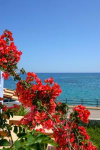 a tree with red flowers in front of the ocean at Seaside Studios in Milatos