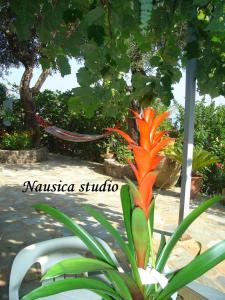 A garden outside Studio Nausica... a sense of paradise!