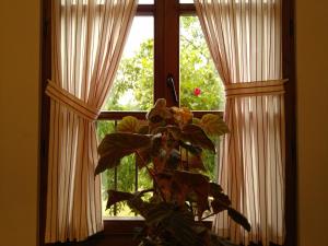 a plant sitting in front of a window with curtains at Casa Fidela in Lomeña