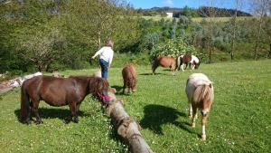 Tiere in der Ferienwohnung oder in der Nähe