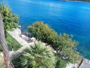 Blick auf einen Wasserkörper mit einer Palme in der Unterkunft Mljet 4You - Beach House in Sobra