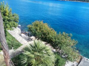 a view of a body of water with a palm tree at Mljet 4You - Beach House in Sobra