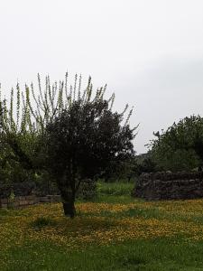 Zahrada ubytování Masseria Cassiere