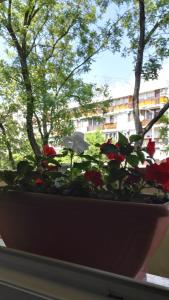 Aed väljaspool majutusasutust Csipke Apartman