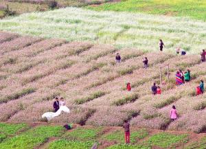 a group of people standing in a field of flowers at Nhà Nghỉ Hạnh Phúc in Mộc Châu