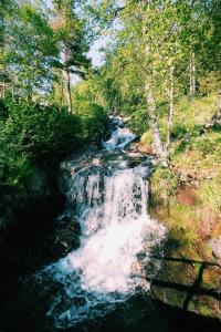 a river flowing through a forest filled with trees at Gjerdset Turistsenter in Isfjorden