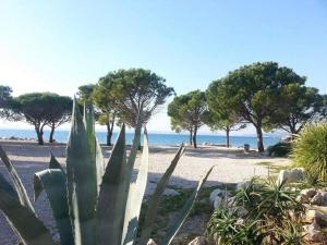 a cactus on a beach with trees in the background at Apartment Dora in Crikvenica