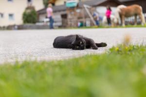 Domácí mazlíčci ubytovaní s hosty v ubytování Hieserhof