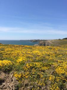 a field of yellow flowers with the ocean in the background at Hôtel Restaurant Corto Maltese in Le Palais