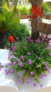 a flower garden with purple and pink flowers at Hotel Casa Gerardo in Ischia