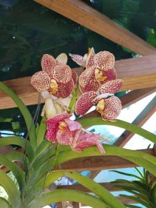 un groupe de fleurs sur une plante dans l'établissement Island Bungalow, à La Digue