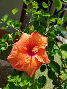 een sinaasappelbloem op een plant met groene bladeren bij Island Bungalow in La Digue