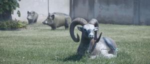 Nová Ves的住宿－Penzion Archery，一只公羊坐在草地上,背面有两只猫