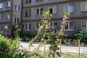 a building with pink flowers in front of it at Centrum in Szczecin