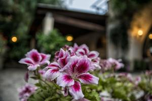 Zahrada ubytování Masseria Gattamora
