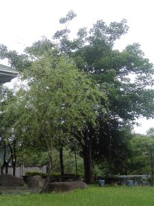A garden outside Fumei Bluebird Homestay