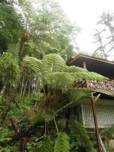 A garden outside Fumei Bluebird Homestay