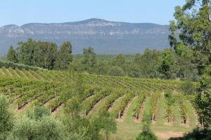 een wijngaard met bomen en bergen op de achtergrond bij North Lodge Clan Cottage in Pokolbin