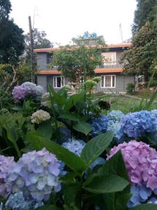 a garden of purple and blue flowers in front of a house at Denzong House in Kalimpong