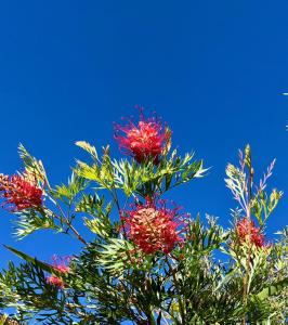 Callemondah Studio with stunning views, in Bangalow and Byron Hinterland外面的花园