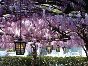 帕帕餐厅酒店外面的花园