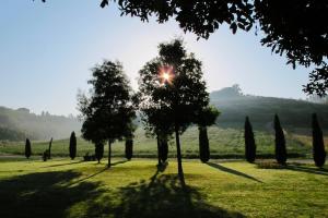 a group of trees in a field of grass at Bio-Agriturismo Carpareto in San Miniato