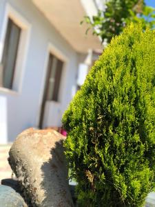 Galeriebild der Unterkunft Aydın Apart Pansiyon in Sinop