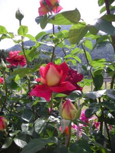 um grupo de rosas vermelhas num jardim em B&B Il Crocevia em Teglio
